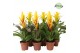 Bromelia mix Bromelia Yellow 