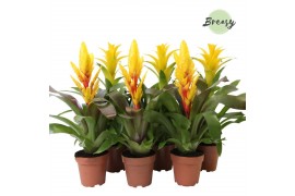 Bromelia mix Bromelia Yellow