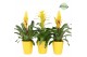 Bromelia mix Bromelia Yellow Florence 