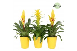 Bromelia mix Bromelia Yellow Florence