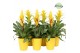Bromelia mix Bromelia Yellow Florence 