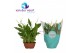 Spathiphyllum chopin 1o+ bloem - Ultimo hoes 