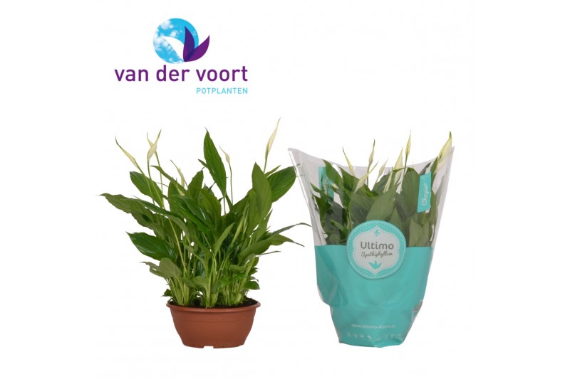 Spathiphyllum chopin 1o+ bloem - Ultimo hoes 