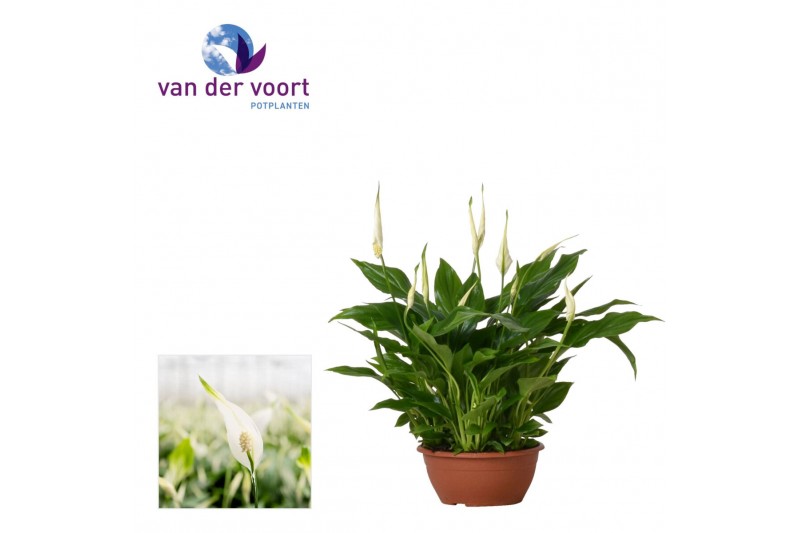 Spathiphyllum chopin 10+ bloem - Zonder hoes 