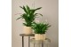 Spathiphyllum chopin 10+ bloem - AirSoPure 