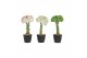 Euphorbia lactea cristata mix 