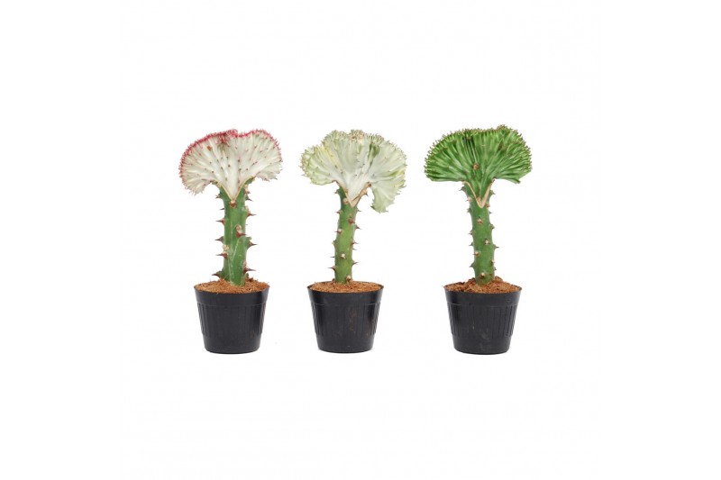 Euphorbia lactea cristata mix 