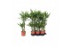Dracaena fragr. steudneri 45-20 