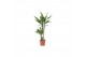 Dracaena fragr. steudneri 45-20 