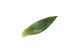 Dracaena fragr. steudneri 45-20 