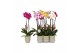 Phalaenopsis mix Phalaenopsis mix, 2-spike Green Ceramics 18 bl. 2 tak 