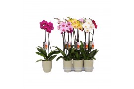 Phalaenopsis mix Phalaenopsis mix, 2-spike Green Ceramics 18 bl. 2 tak
