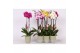 Phalaenopsis mix Phalaenopsis mix, 2-spike Green Ceramics 18 bl. 2 tak 