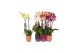 Phalaenopsis mix Phalaenopsis mix, 2-spike Anthracite, Purple and Oran 