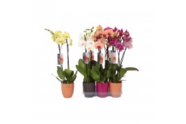Phalaenopsis mix Phalaenopsis mix, 2-spike Anthracite, Purple and Oran