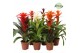 Guzmania mix Guzmania Classic 