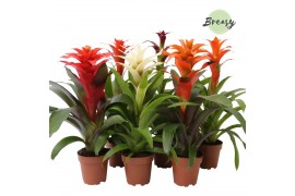 Guzmania mix Guzmania Classic