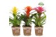 Guzmania mix Guzmania Cupcake Gaby 