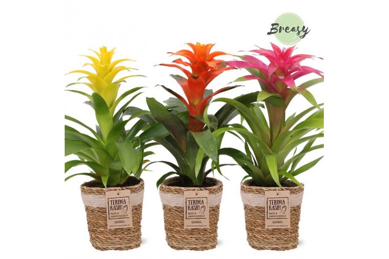 Guzmania mix Guzmania Cupcake Gaby 