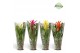 Guzmania mix Guzmania Cupcake Jungle 