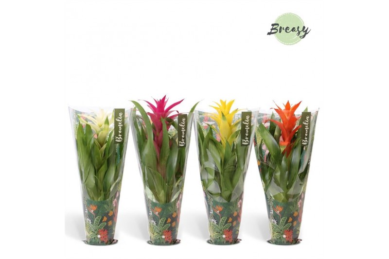 Guzmania mix Guzmania Cupcake Jungle 