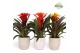 Guzmania mix Guzmania Green Palma 