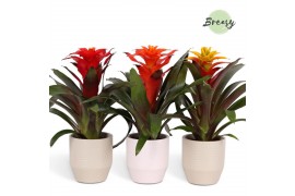 Guzmania mix Guzmania Green Palma