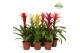 Guzmania mix Guzmania Suerte Cupcake 