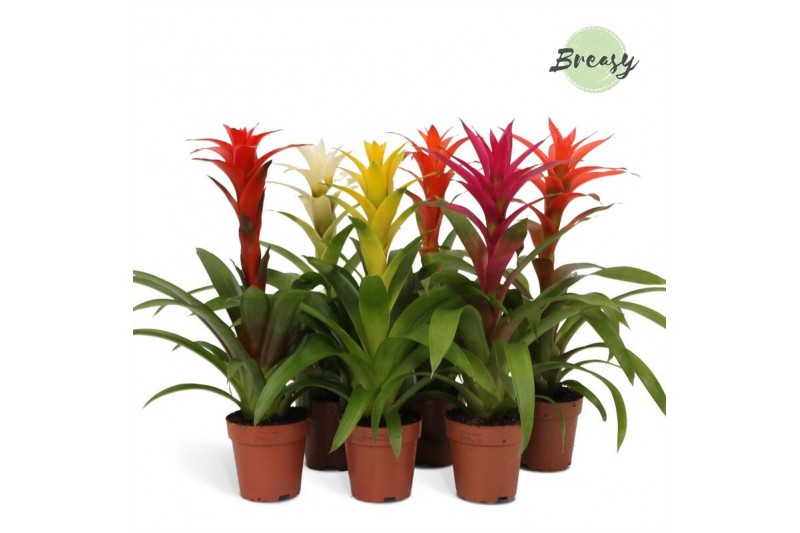 Guzmania mix Guzmania Suerte Cupcake 