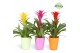Guzmania mix Guzmania Suerte Cupcake Florence 