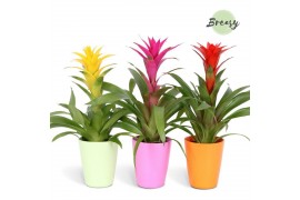 Guzmania mix Guzmania Suerte Cupcake Florence