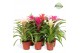 Guzmania mix Guzmania Sweet 