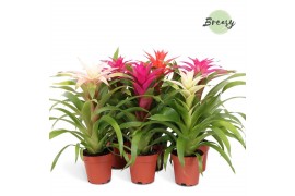Guzmania mix Guzmania Sweet