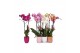 Phalaenopsis mix 2 tak - 18+ bloemen mix keramiek 