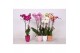 Phalaenopsis mix 2 tak - 18+ bloemen mix keramiek 