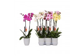 Phalaenopsis mix 2 tak - 18+ bloemen grijs keramiek