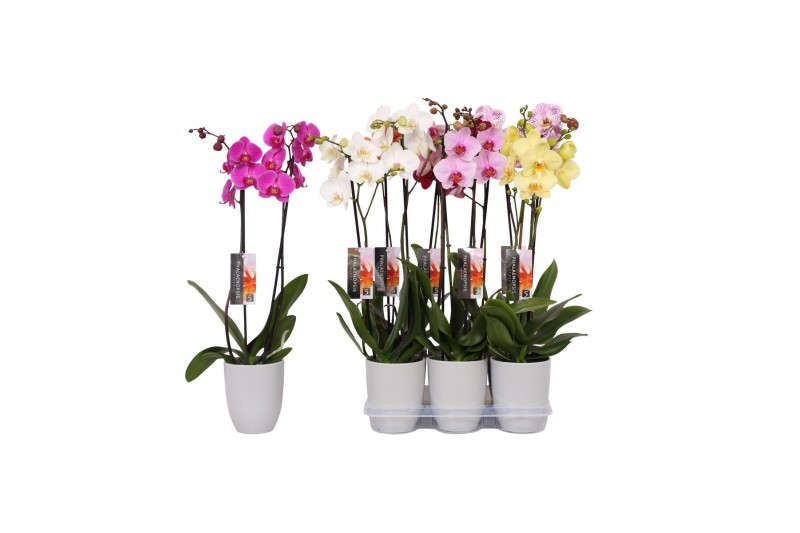 Phalaenopsis mix 2 tak - 18+ bloemen grijs keramiek 