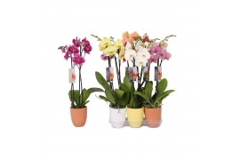 Phalaenopsis mix 2 tak - 18+ bloemen mix keramiek