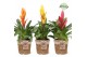 Vriesea mix Gaby mand - Cupcake mix 