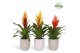 Vriesea mix Palma keramiek - Green mix 