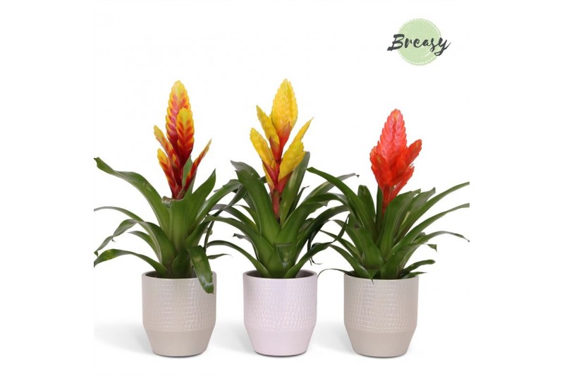 Vriesea mix Palma keramiek - Green mix 
