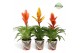 Vriesea mix Ponza potcover - Green mix 