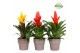 Vriesea mix Toscana keramiek - Green mix 