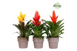 Vriesea mix Toscana keramiek - Green mix