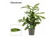 Dracaena surculosa decorum 