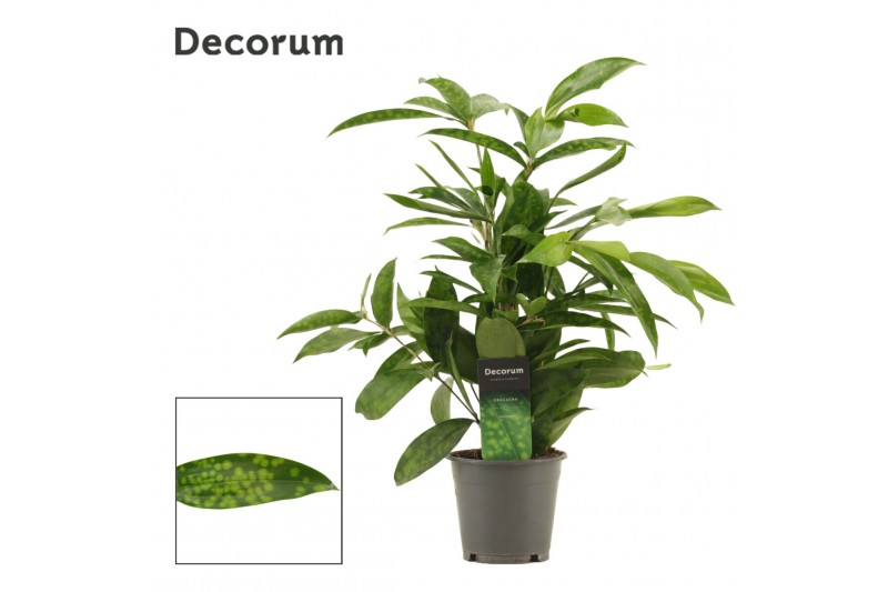 Dracaena surculosa decorum 