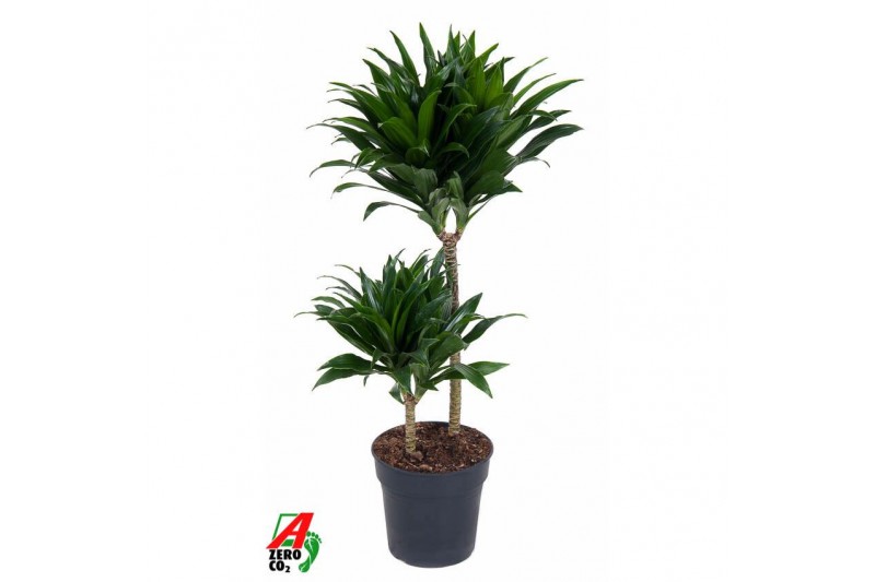 Dracaena fragr. compacta 45-15 