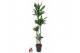 Dracaena fragr. janet lind 120-90-60-30 