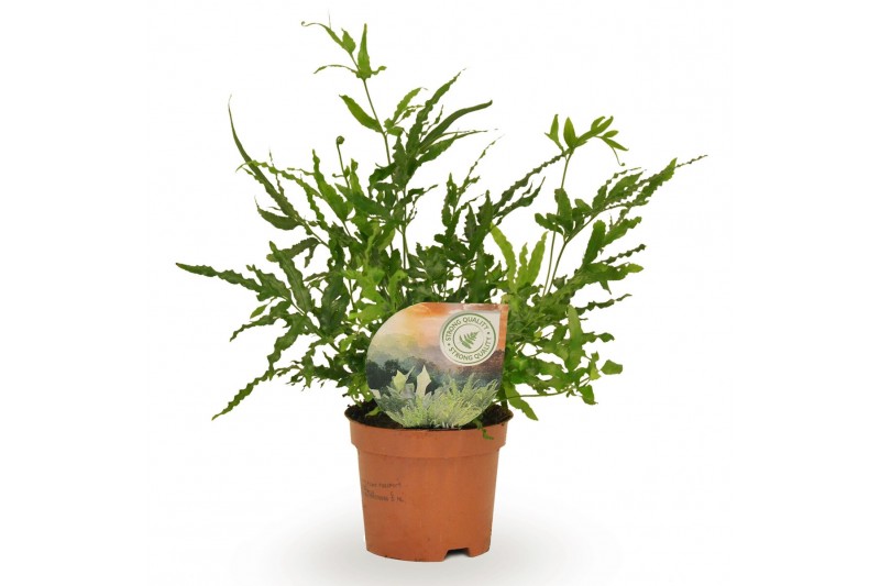 Pteris ensiformis 