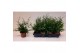 Pteris ensiformis 